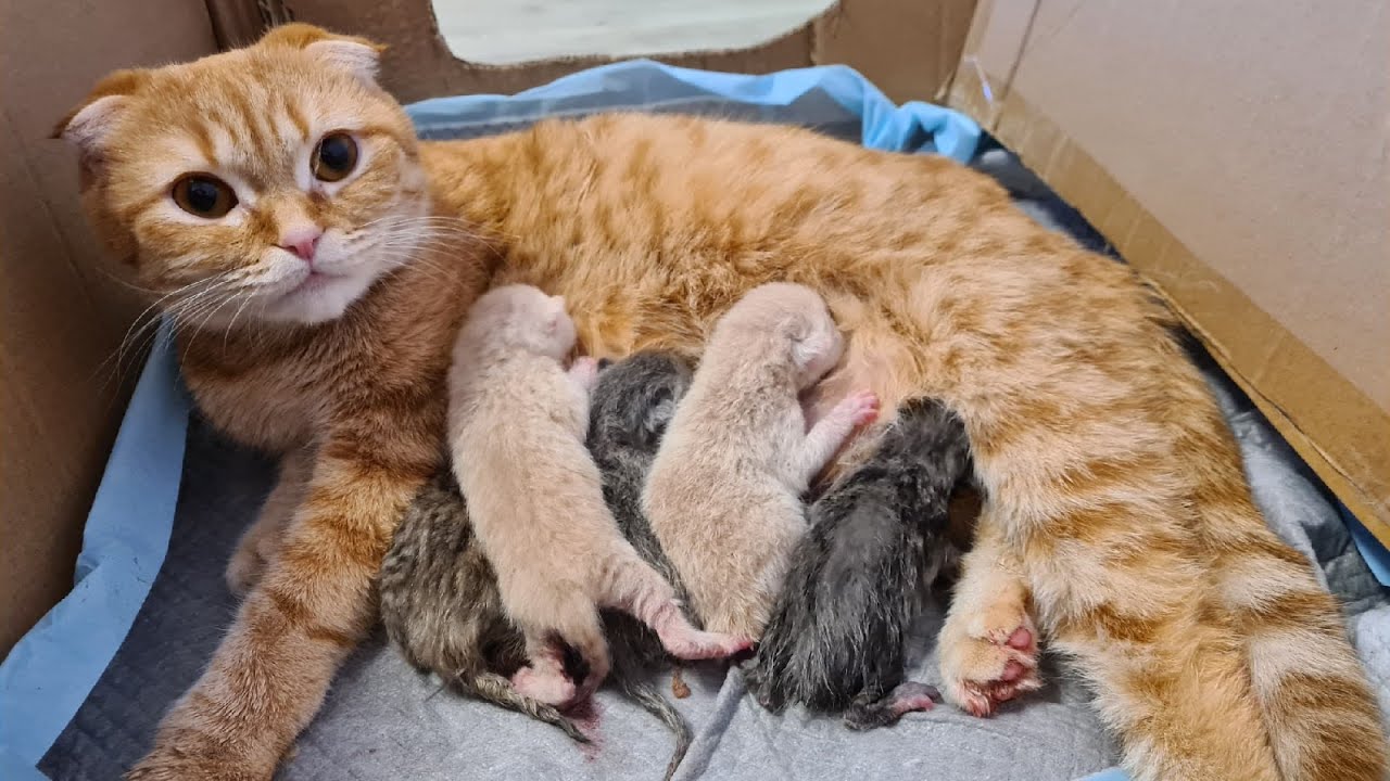 What Dream About Cat Giving Birth To Kittens Means