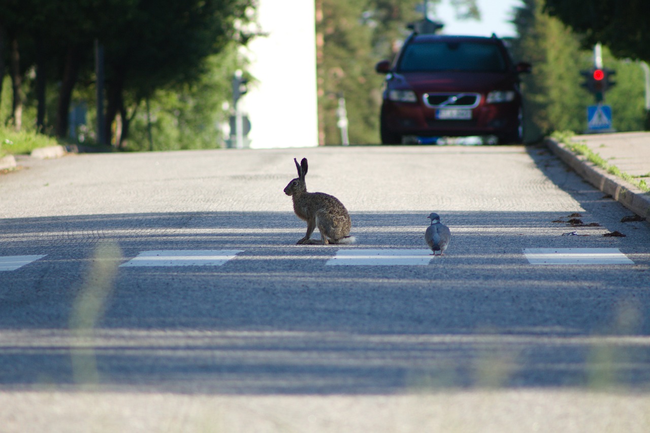 Hare crossing the road superstitions