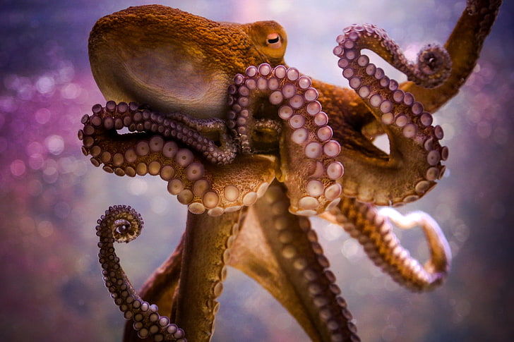 what-dream-about-octopus-means