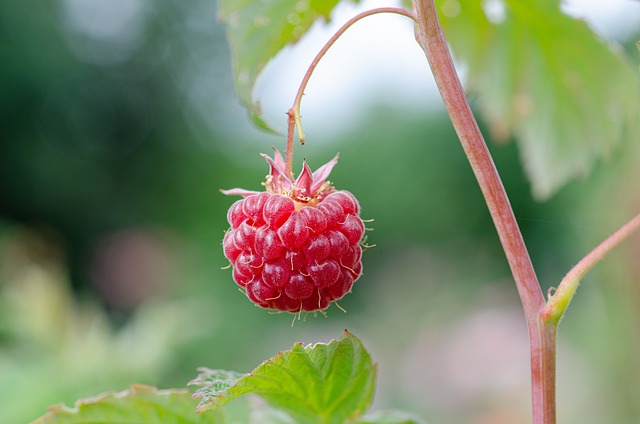 Raspberry Means What Dream About Raspberry Means