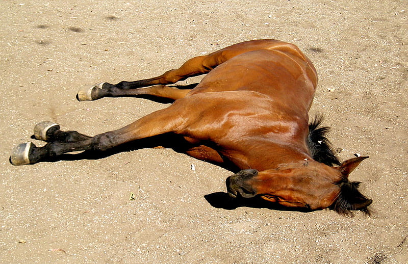 What Dreaming Of Dead Horses Means? Dying Horse In Dreams.
