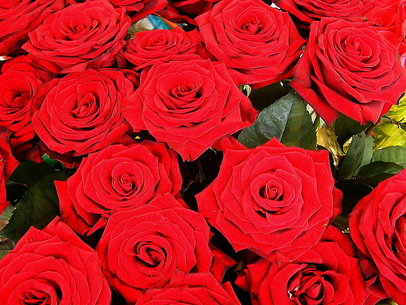 What Dream About Red Roses Means