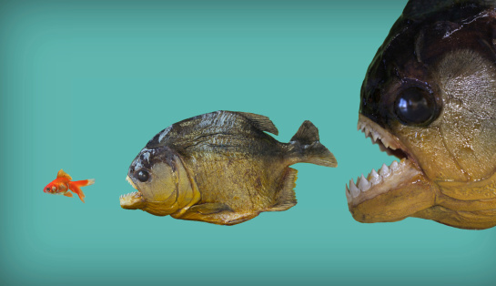 What Dream About Fish Eating Another Fish Means what-dream-about-fish-eating-another-fish-means