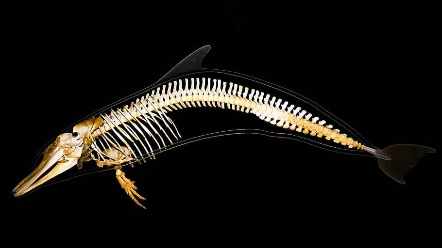 What Dream About Fish Bones Means