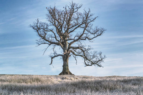 what-dream-about-tree-without-leaves-means