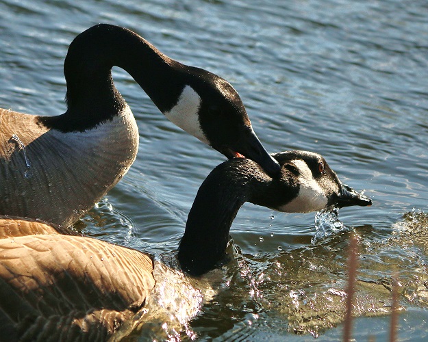 What Dream About Goose Bite Means
