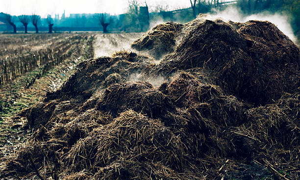 what-dream-about-manure-means