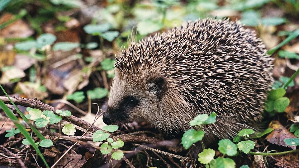 璉What Dream About Hedgehog Means