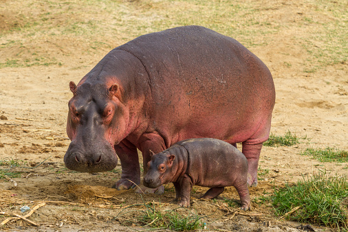 What Dream About Hippopotamus Means