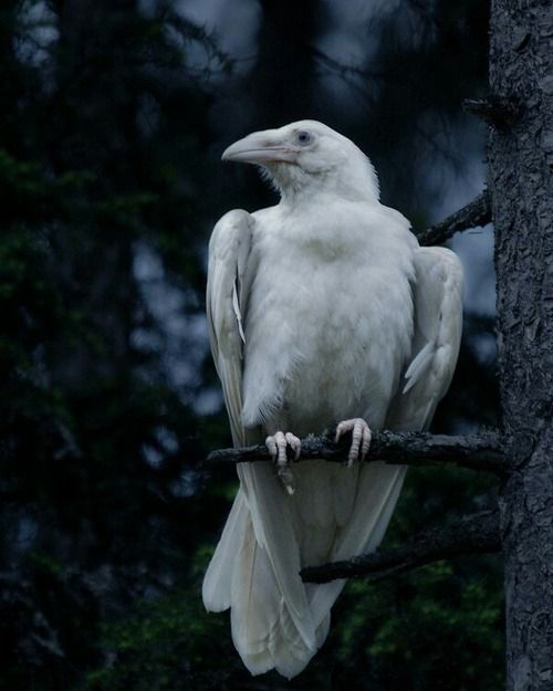 What Dream About White Crow Means