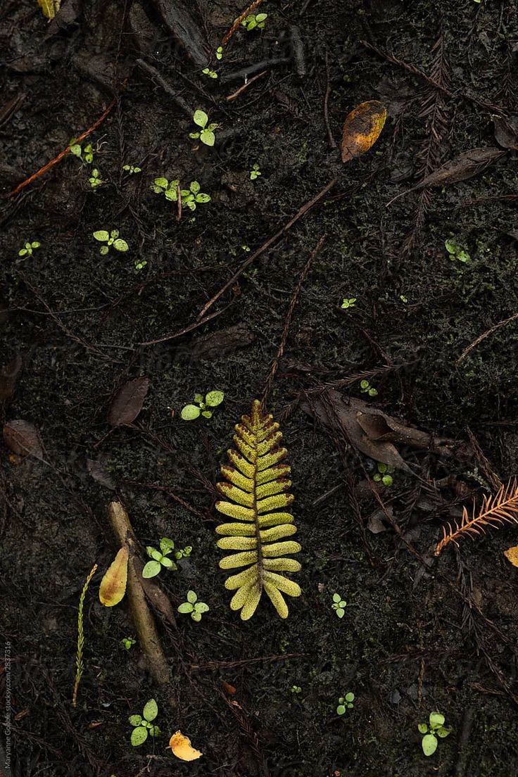 what-dream-about-soil-means