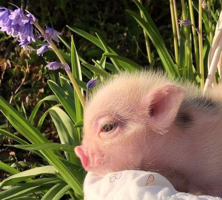 what-dream-about-pig-means