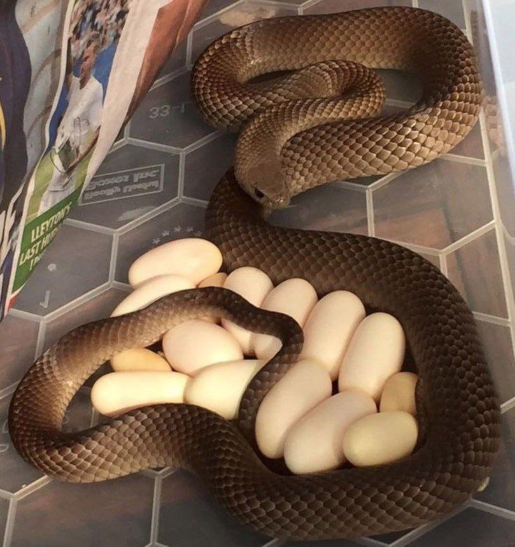 What Dream About Pregnant Snake Means