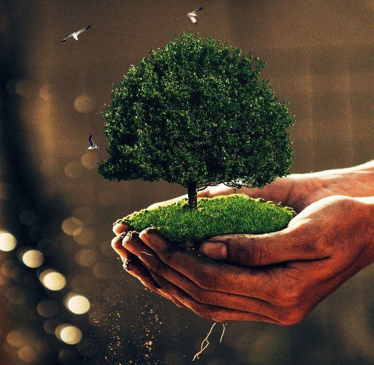 What Dream About Planting A Tree Means