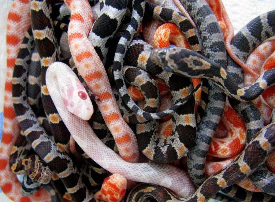 Lots Of Snakes In Dreams. Spiritual Meaning.