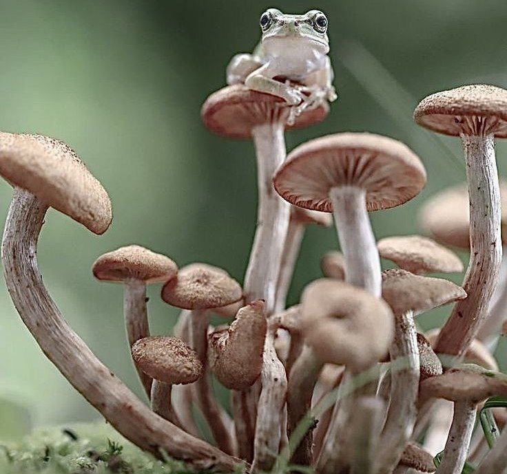 What Dream About Mushrooms Means