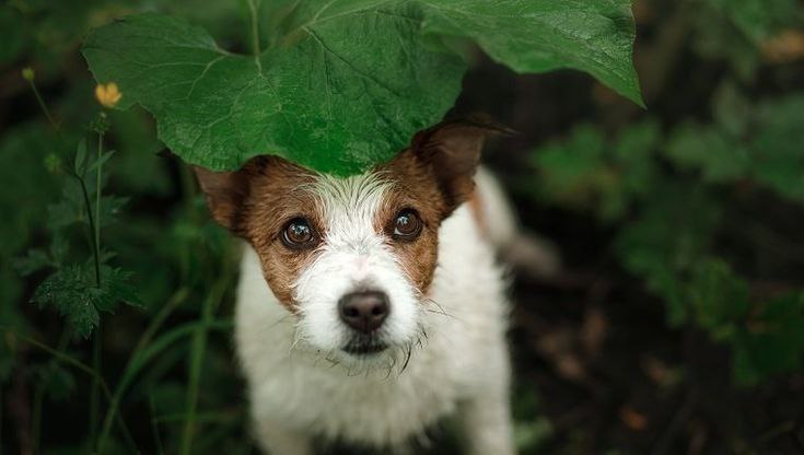 what-dream-about-lost-dog-means