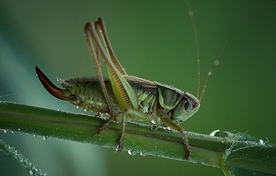 聯What Dream About Locust Means