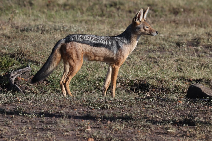 definition jackal definition jackal