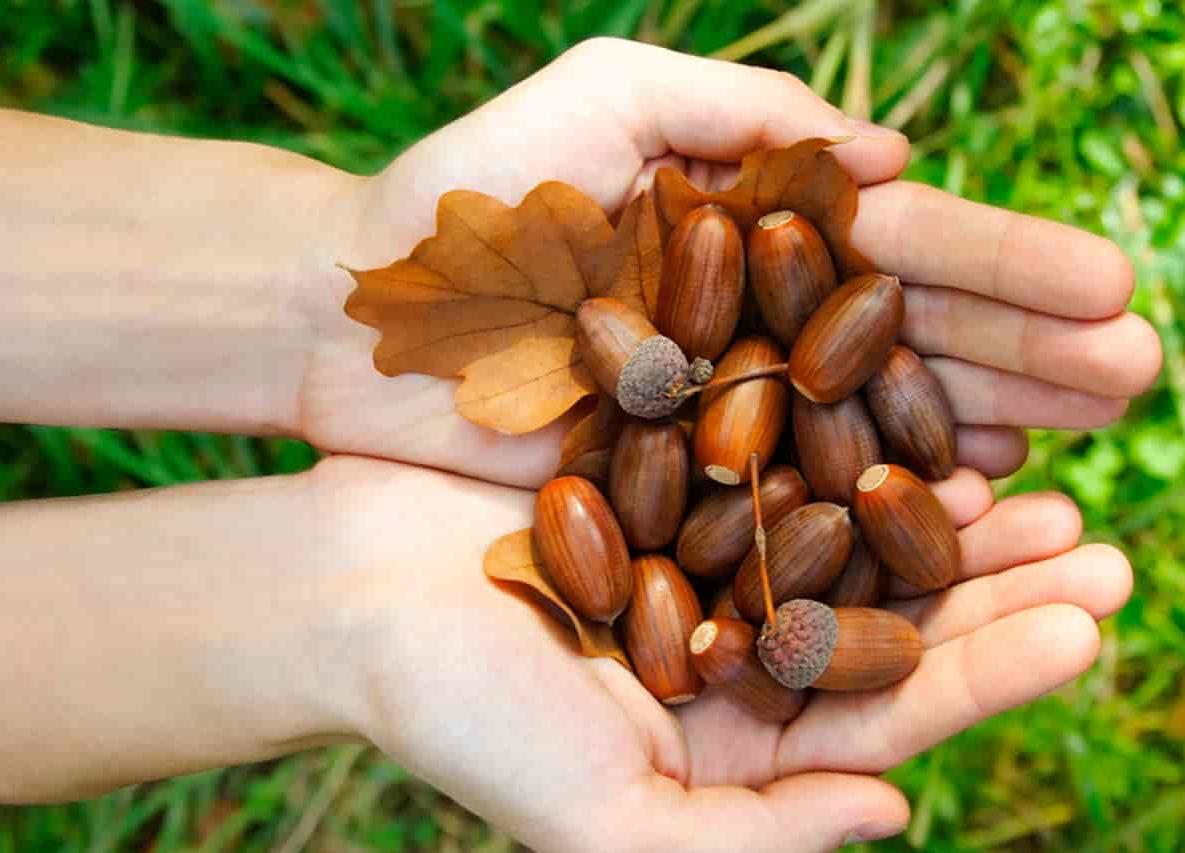 what-dream-about-acorns-means