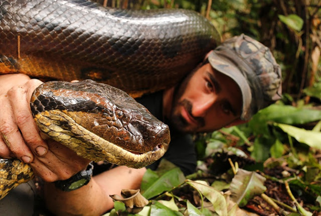 What Does Seeing Anaconda In A Dream Mean?