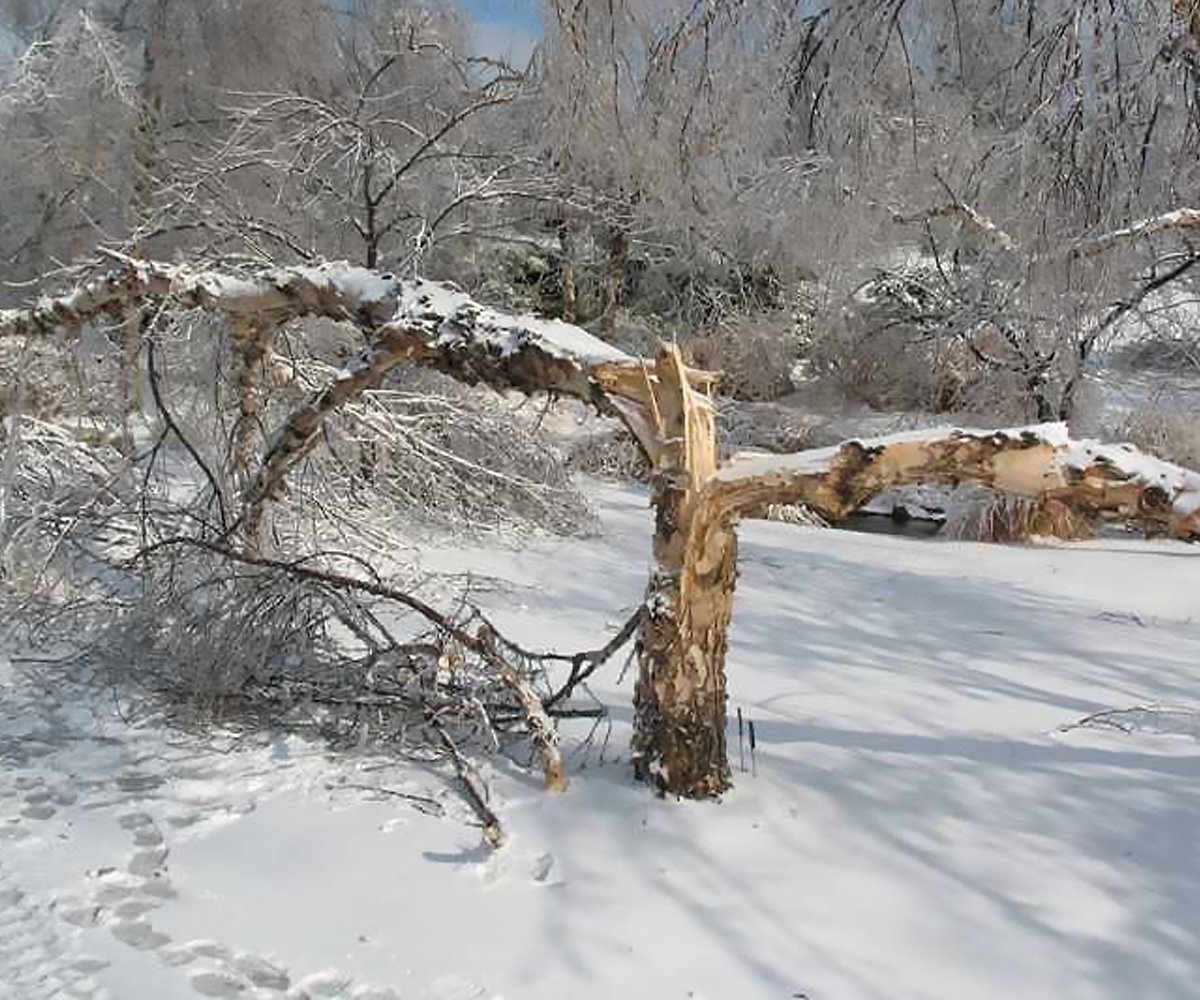Еще деревья спят под снежной тяжестью. Рут сандерсон снегурочка. Еще деревья спят под снежной тяжестью. Сандерсон снегурочка. Мёртвое дерево зимой.