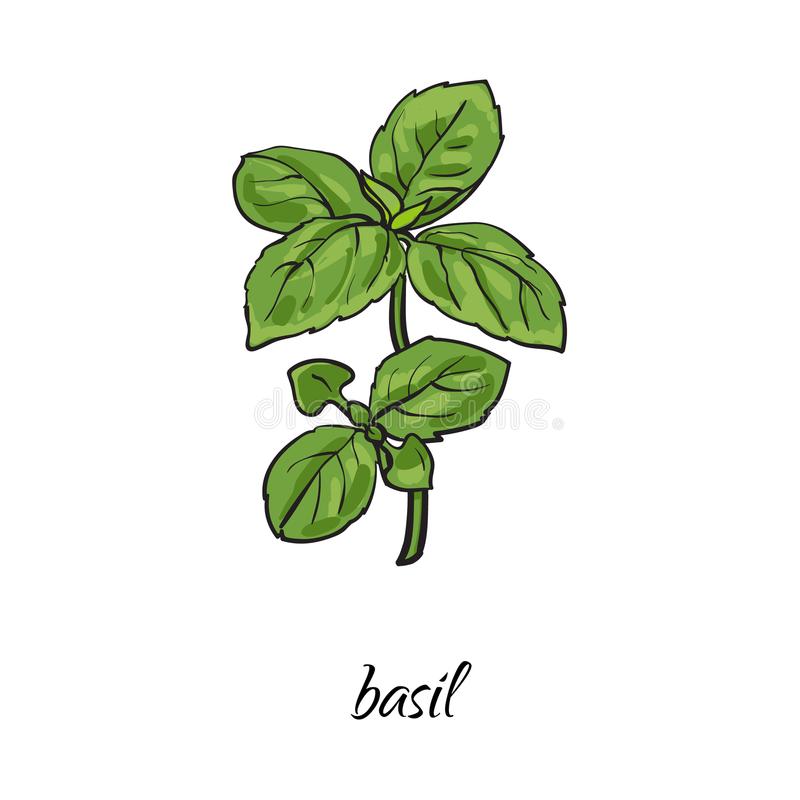 What Dream About Basil Means